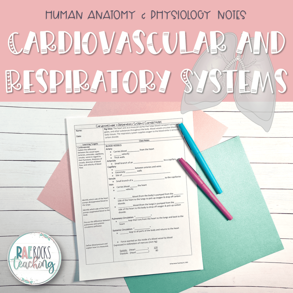 Human Cardiovascular System Rae Rocks Teaching