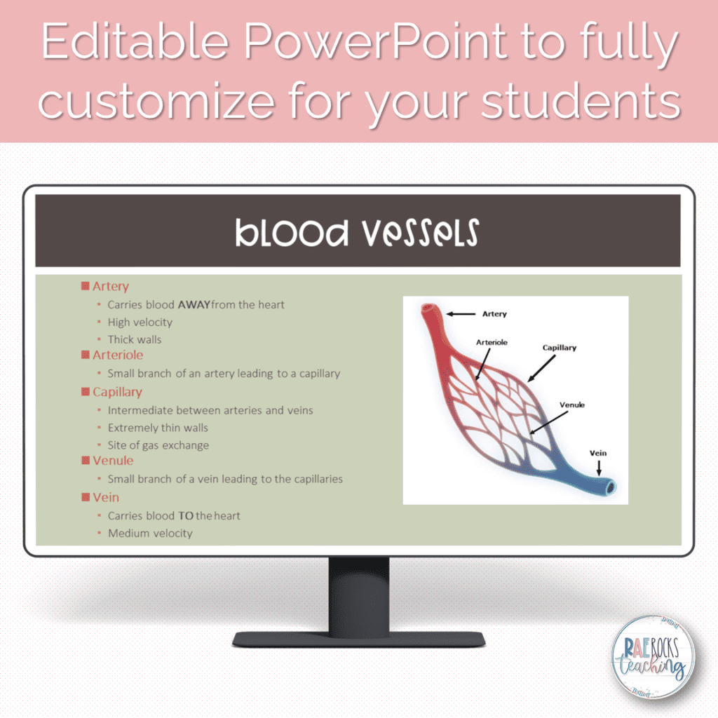 Human Cardiovascular System Rae Rocks Teaching