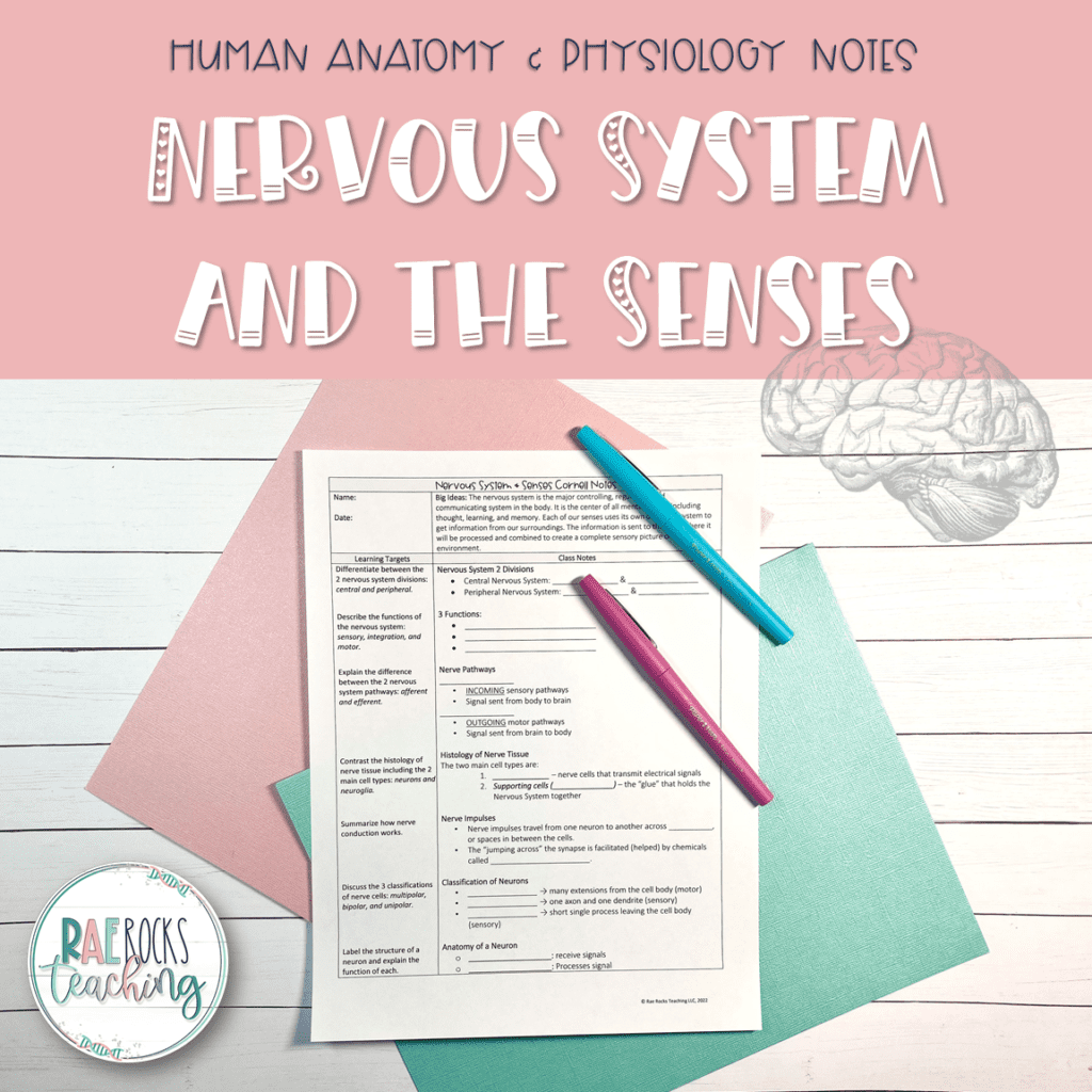 Parts Of Human Nervous System Rae Rocks Teaching