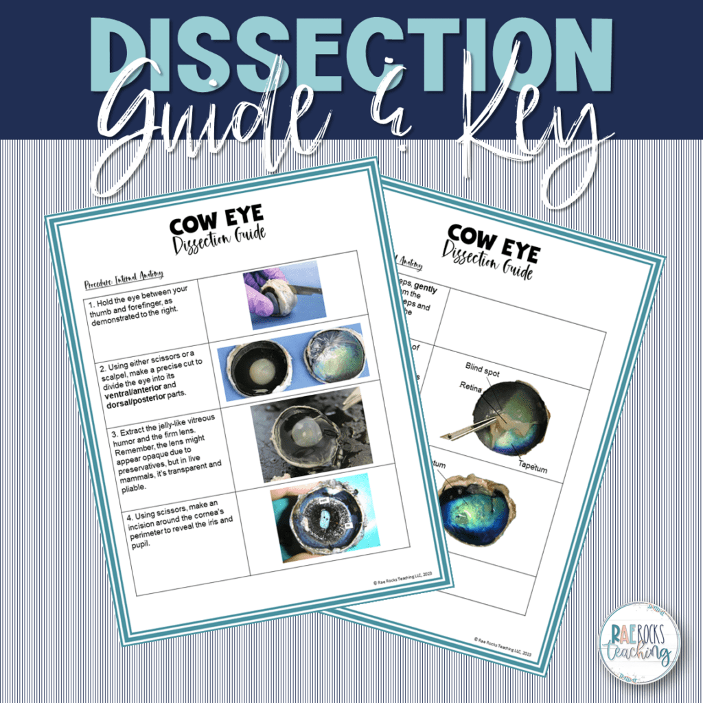 Parts Of Cow Eye Dissection Rae Rocks Teaching