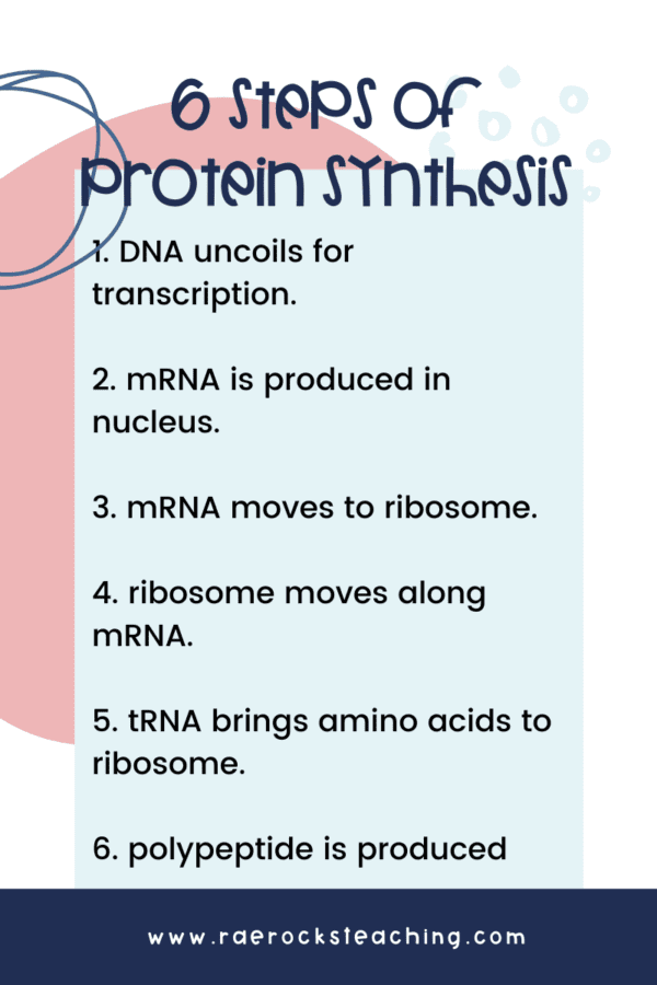 why is it important in protein synthesis