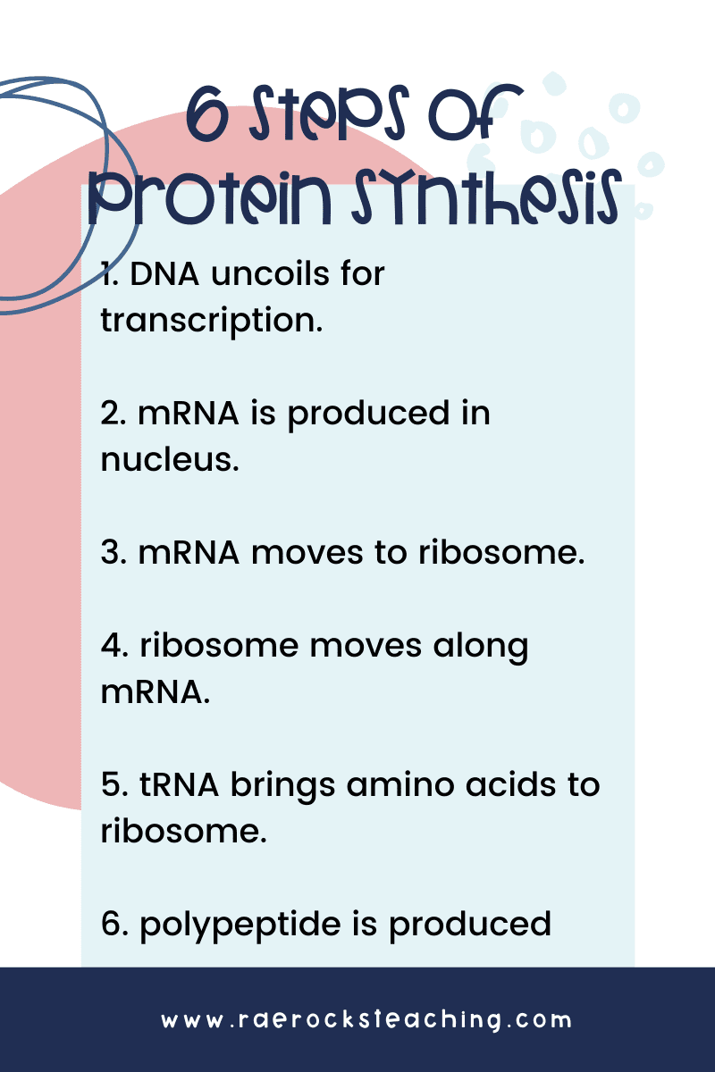 6 steps of protein synthesis are listed in order