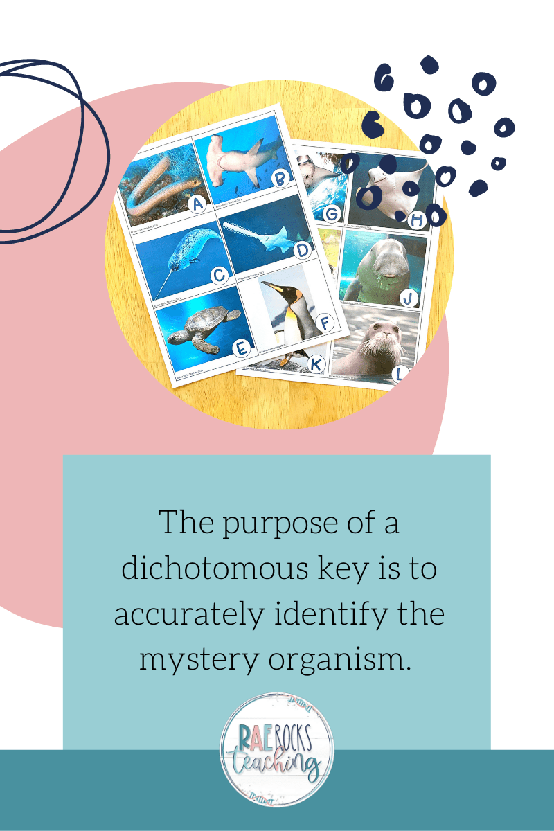 Shows a picture of marine animals in order to show an example of animals used to create a dichotomous key.