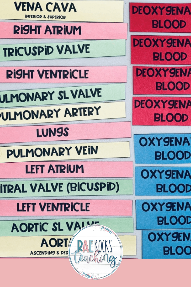 Image showing the flow of oxygenated blood through the heart list.