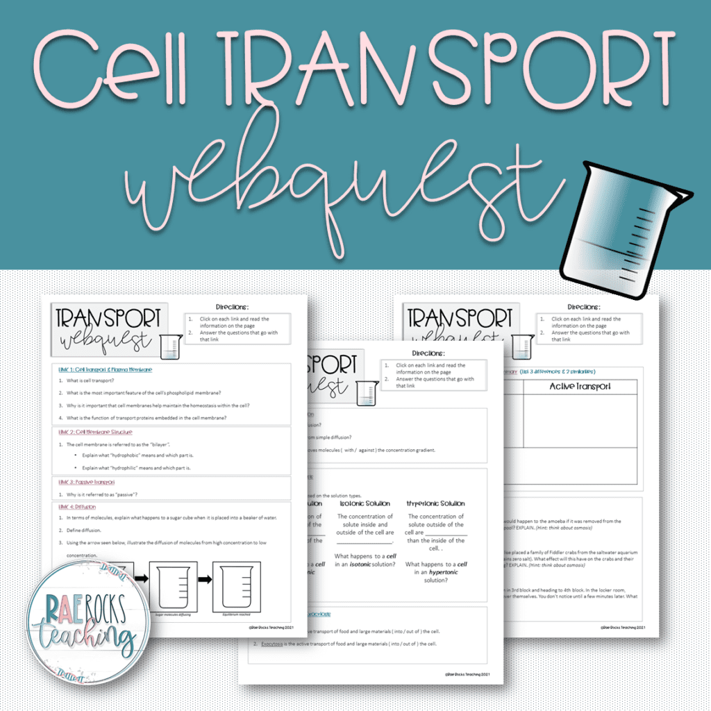 Cell Transport Worksheet