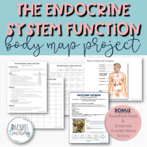 what is the main function of the endocrine system