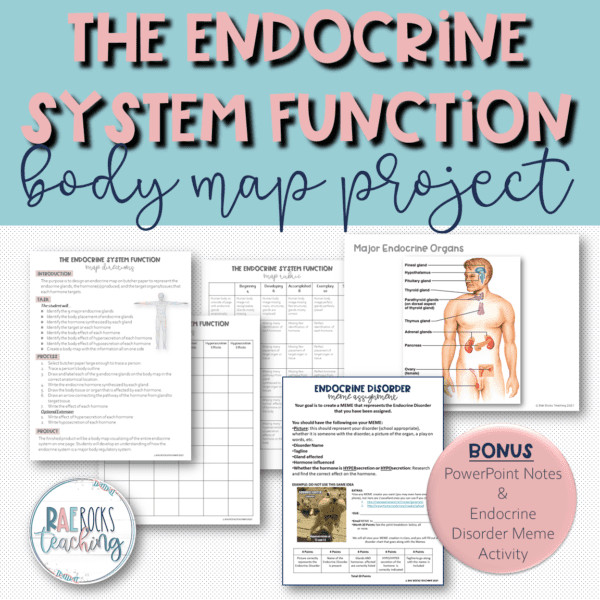 what is the main function of the endocrine system