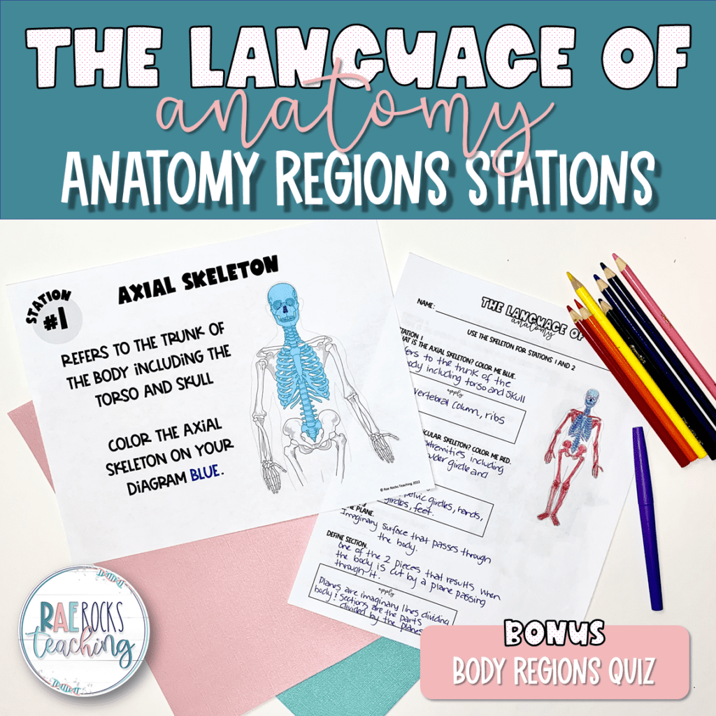 Anatomy Regions - Rae Rocks Teaching