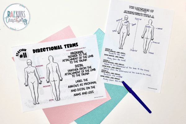 Fun Ways to Investigate Anatomical Terms of Positions Using Stations ...