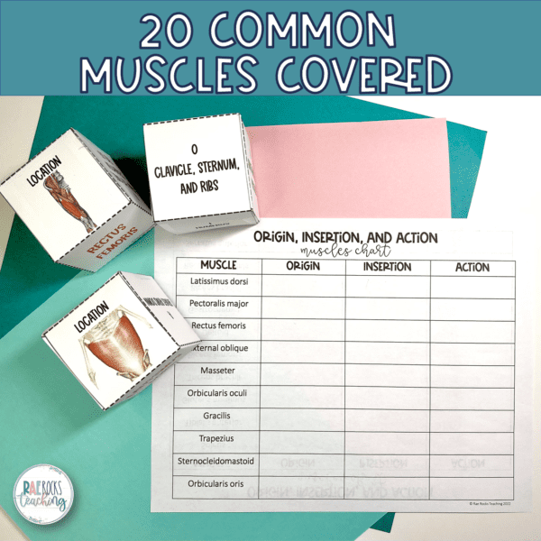Muscle Origin Insertion Action Rae Rocks Teaching