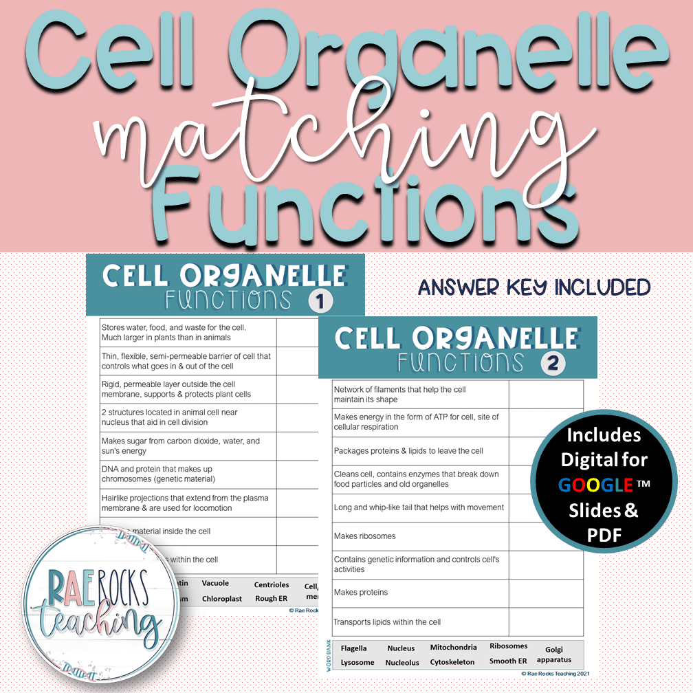 Organelle Cell Functions - Rae Rocks Teaching