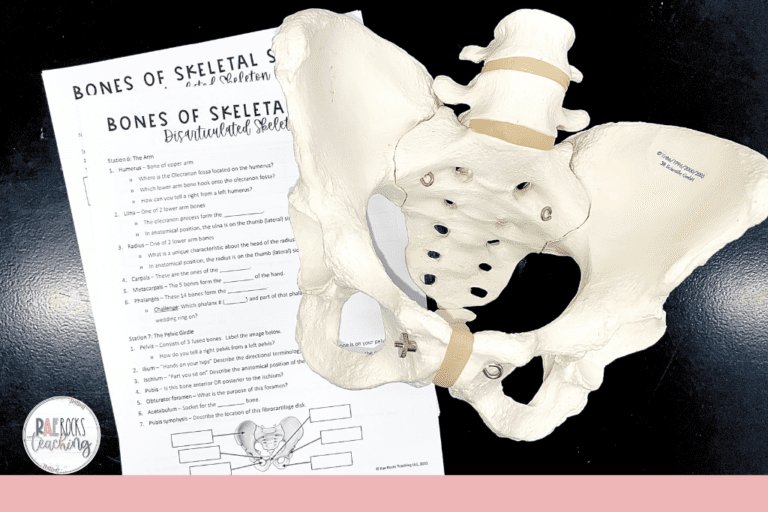 How many bones in human body? A Hands-on approach to teaching anatomy ...