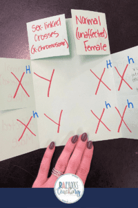 4 Easy Foldables in the Classroom I Use to Teach Mendelian Genetics ...