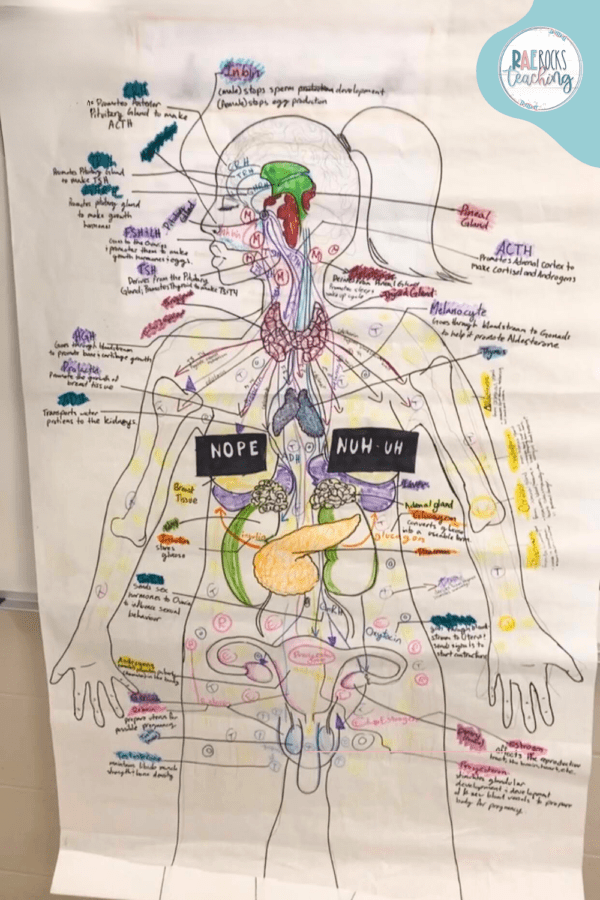 5 Fun Ways to Engage Students in High School Anatomy Biology Diagrams