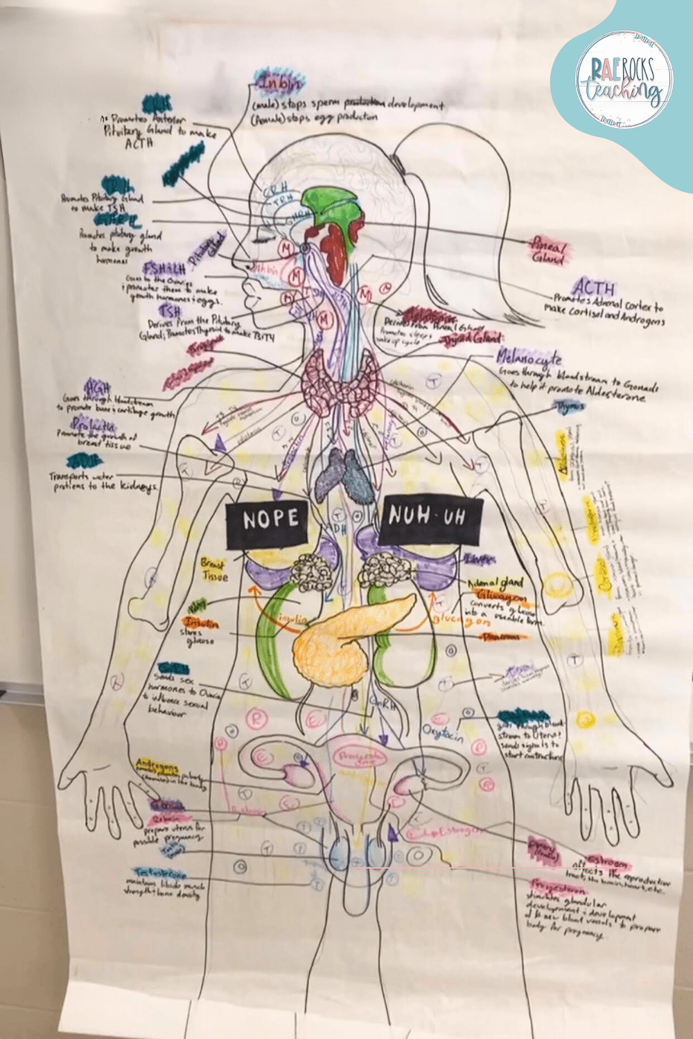 12 of the Best and Most Unique Anatomy Interactive Games - Rae Rocks  Teaching