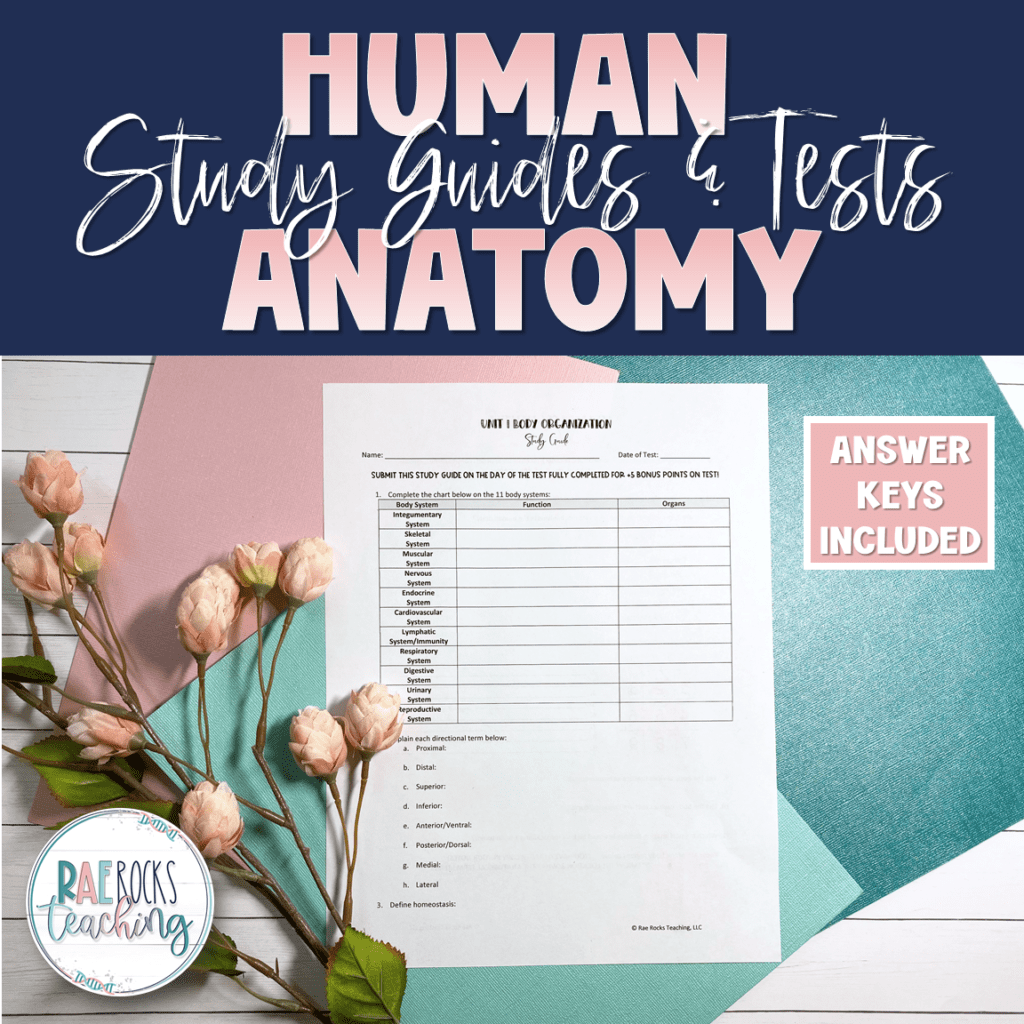 Human Anatomy Study Guides and Tests - Rae Rocks Teaching