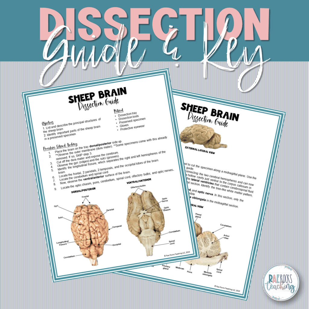 Sheep Brain Parts And Functions Rae Rocks Teaching