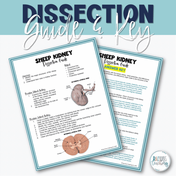 Kidney Anatomy Physiology - Image 3