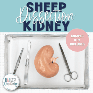 Kidney Anatomy Physiology