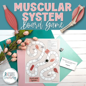 The Muscular System Review