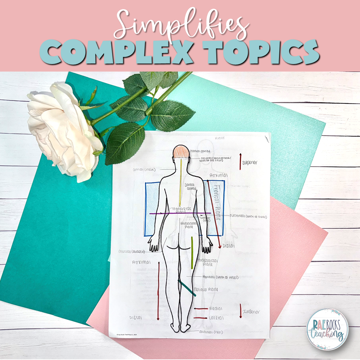 Anatomical Terminology - Image 2