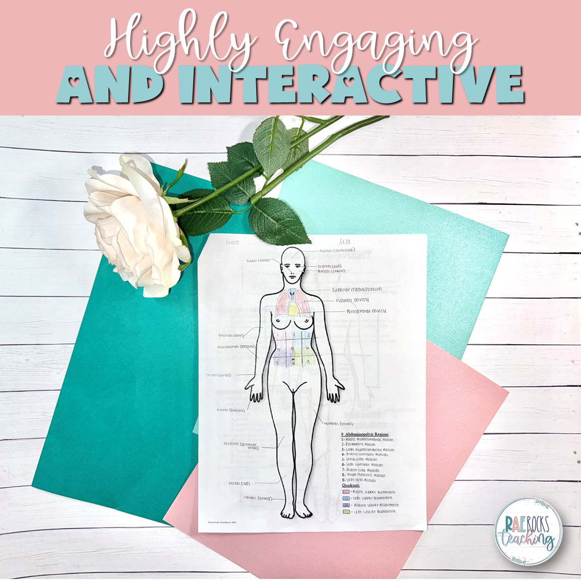 Anatomical Terminology - Image 3