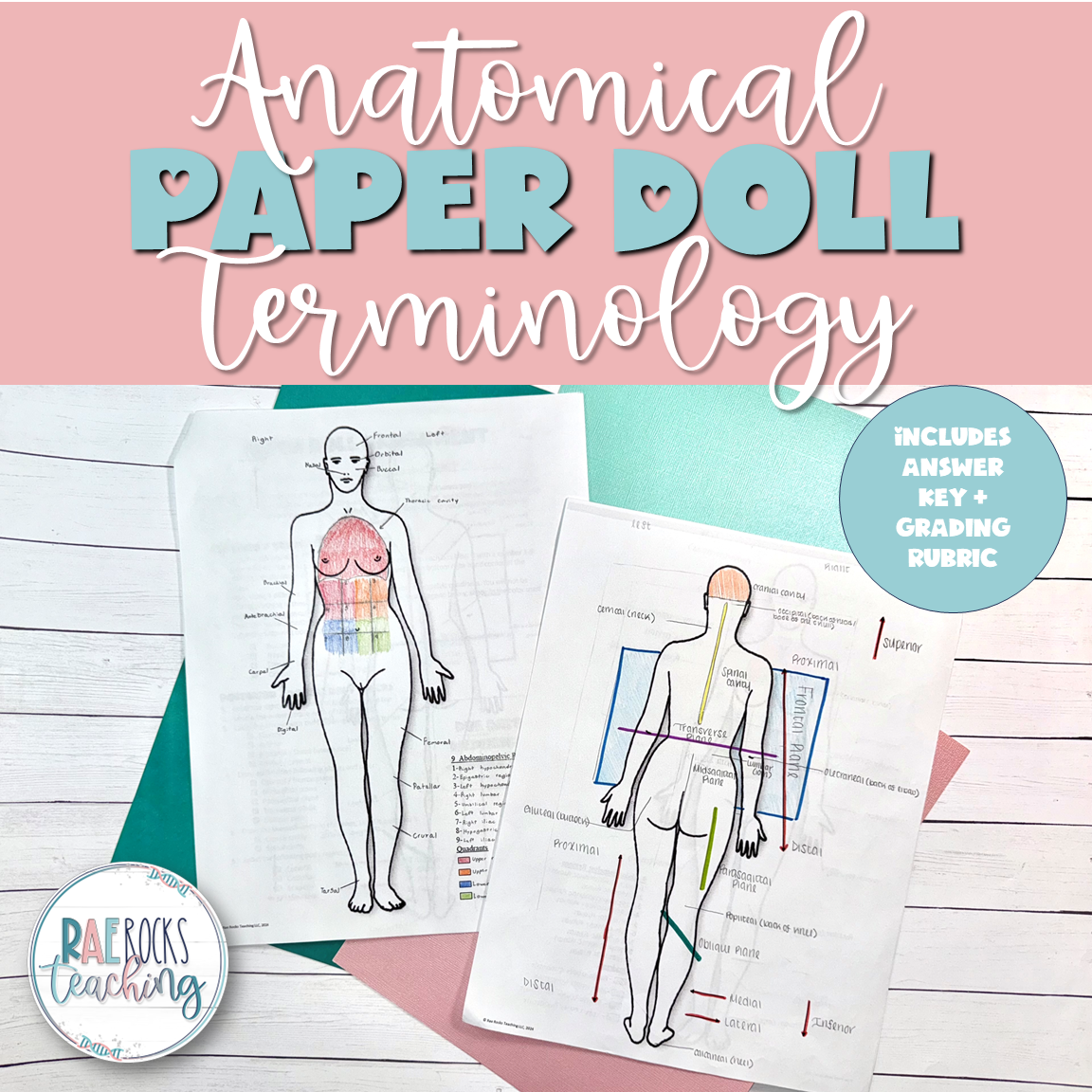 Anatomical Terminology