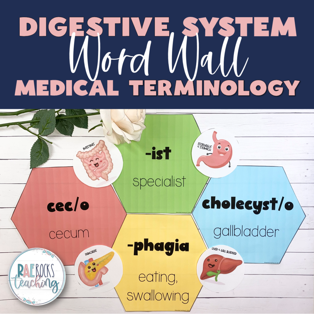 Digestive System Medical Terminology Word Wall - Rae Rocks Teaching