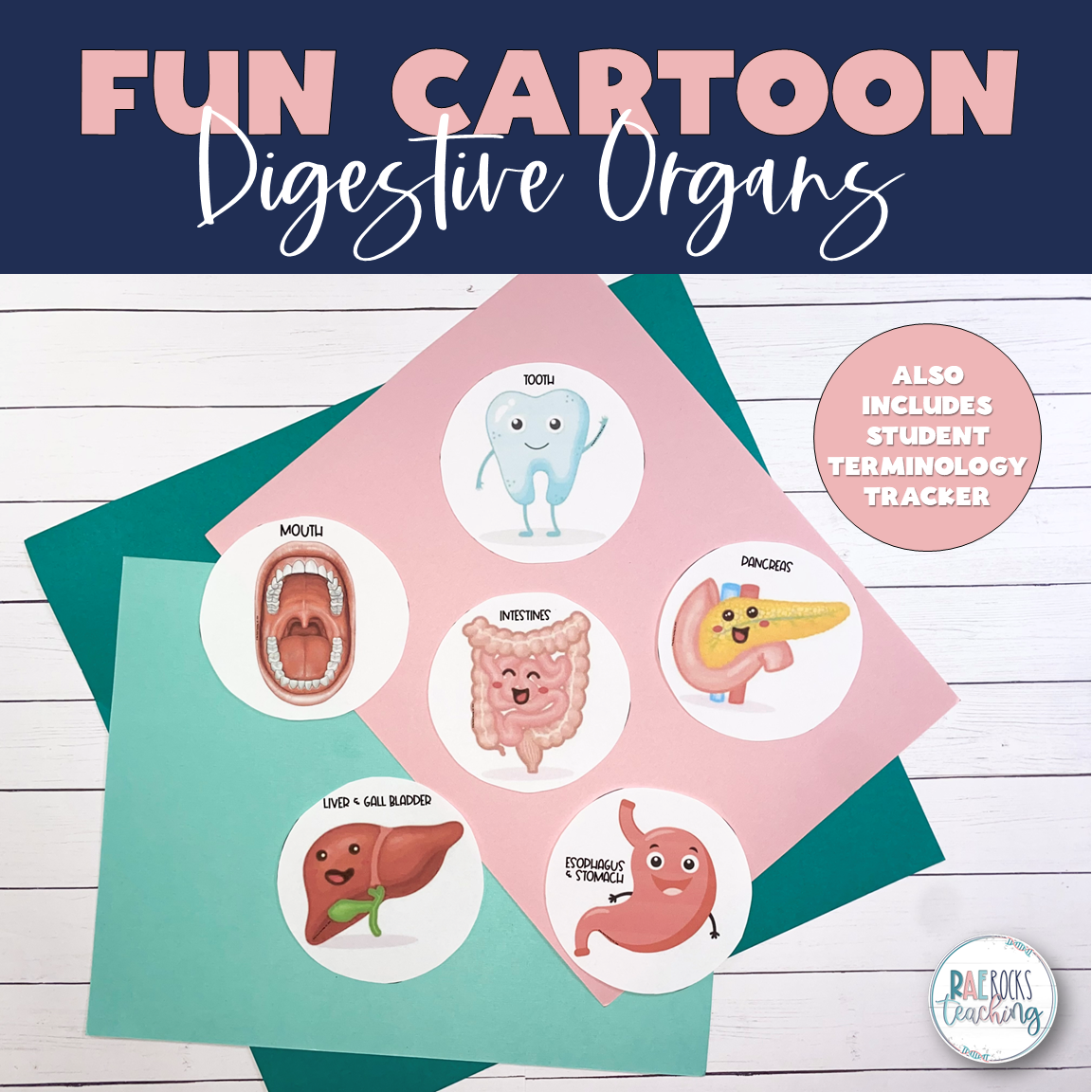 Digestive System Medical Terminology Word Wall - Image 4