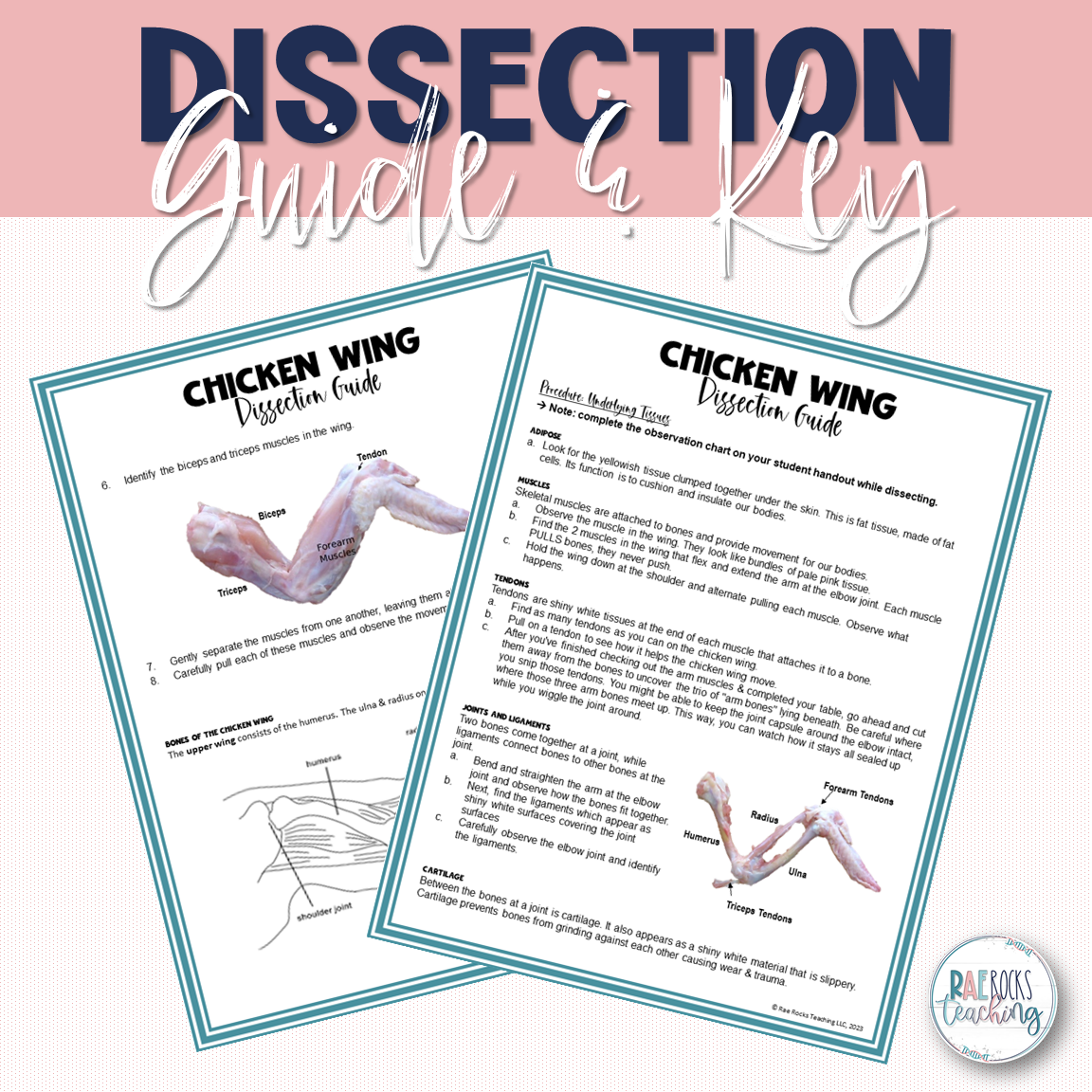 Dissecting Chicken Wing - Image 3