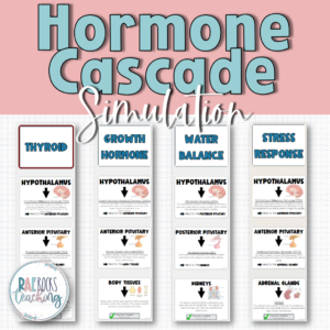 Hormone Cascade Simulation