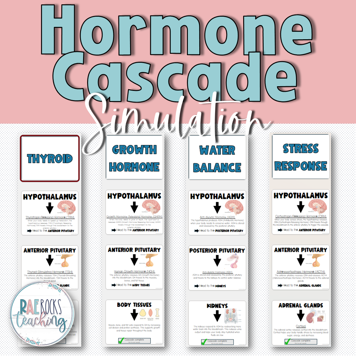 Hormone Cascade Simulation