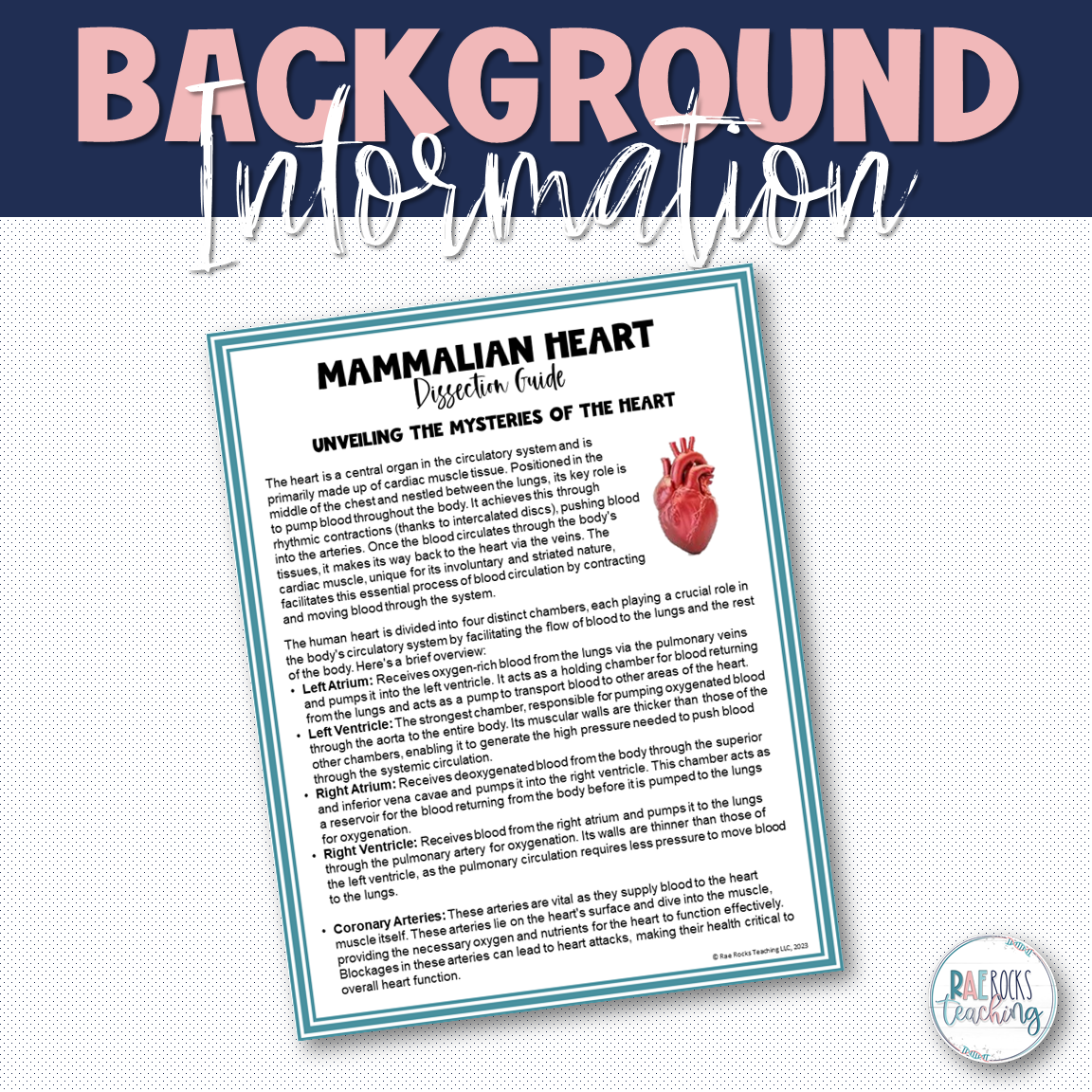 Mammalian Hearts - Image 2