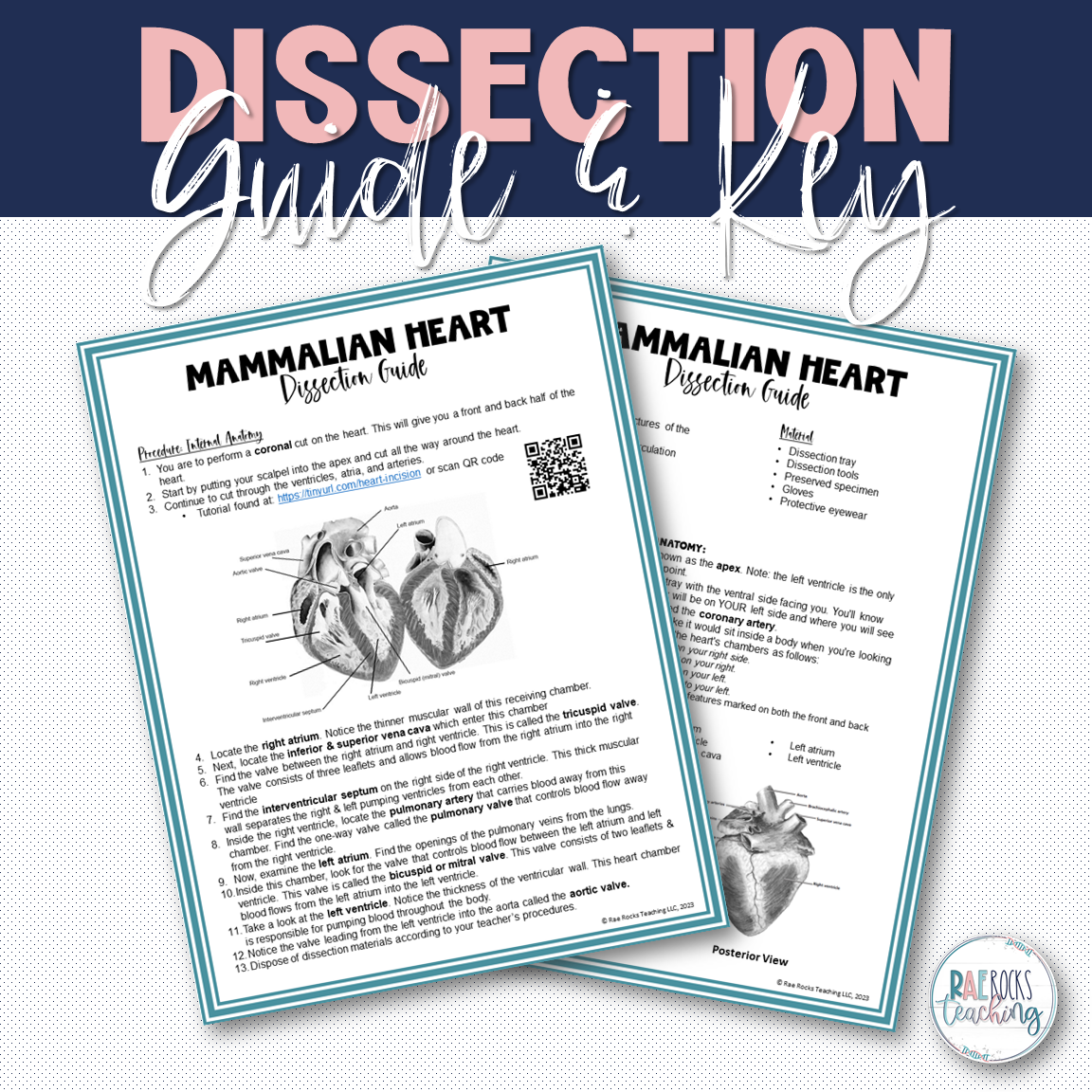 Mammalian Hearts - Image 3
